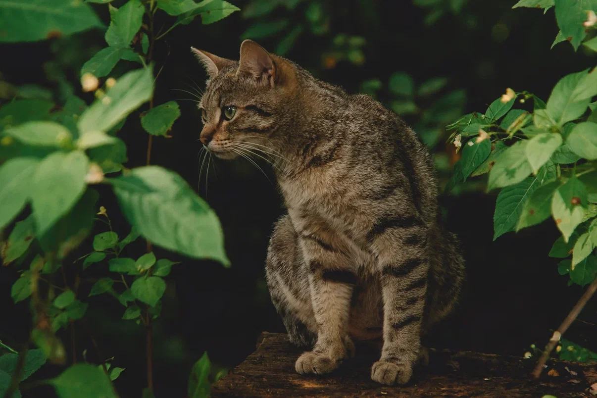 Кот в зарослях у домиков